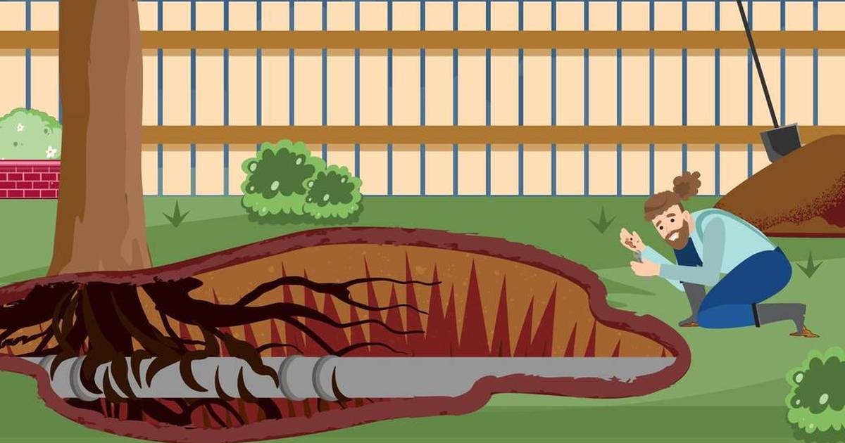 Smart Plants: Observation and Hypothesis (Annotated)