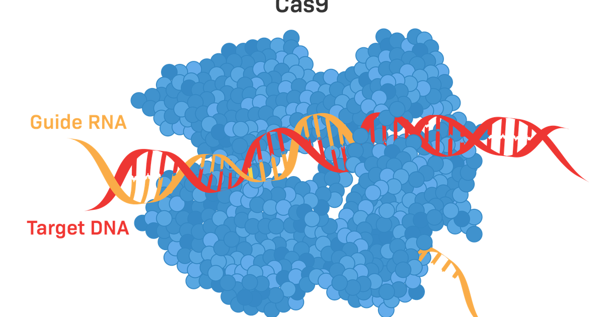 Zinc Finger Nucleases: An Older Gene Editing Tool Than CRISPR-Cas9