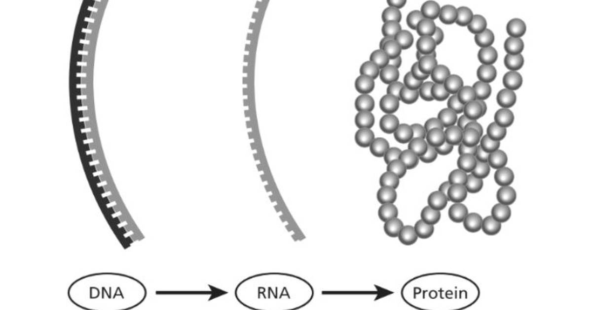 The Central Dogma and Reverse Transcriptase