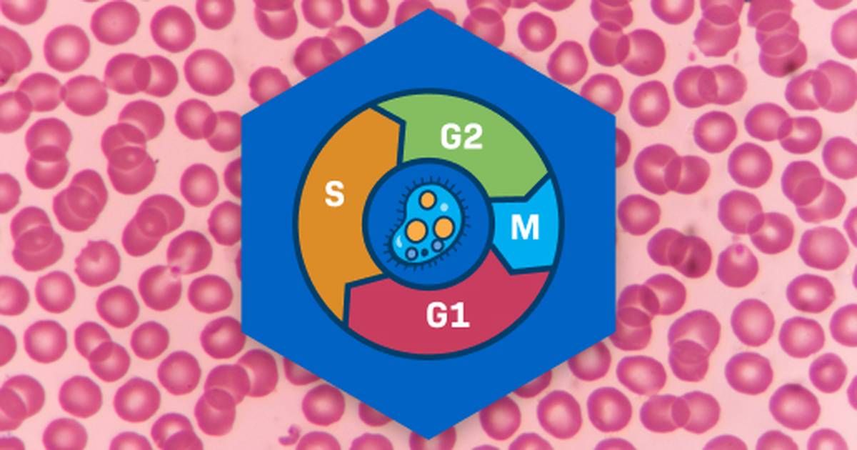 Cell Division