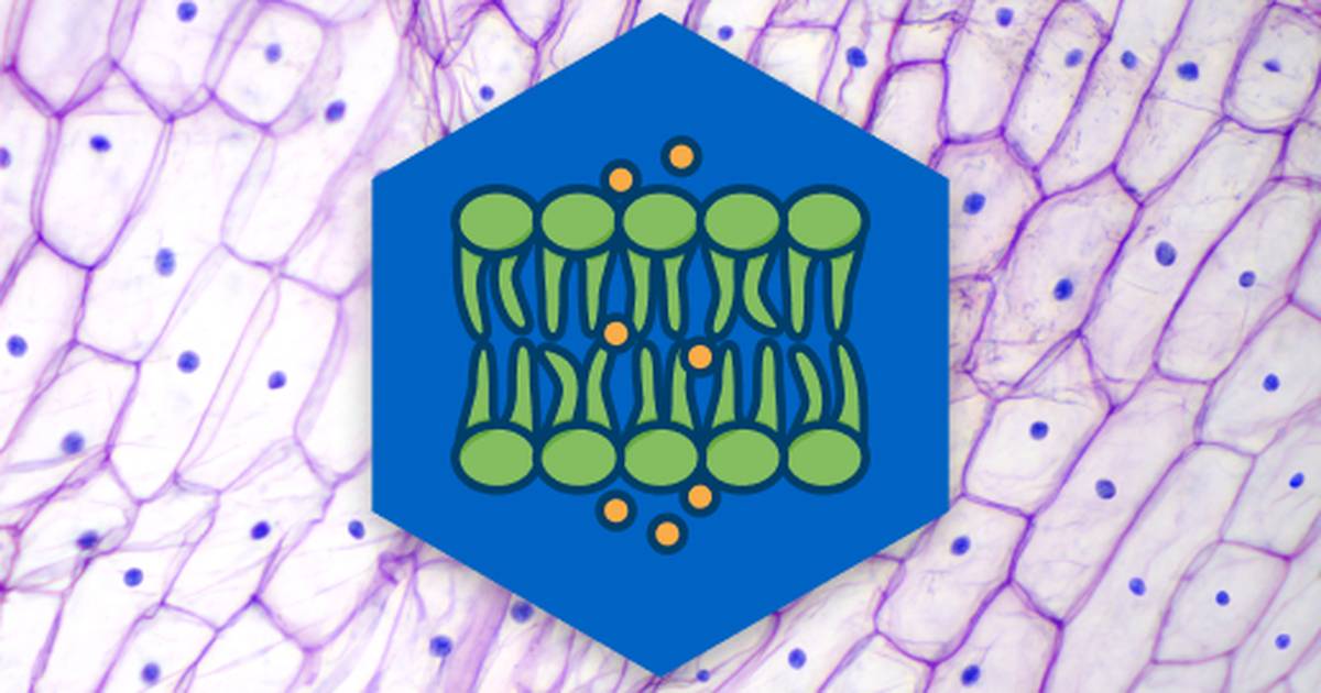 Cell Membranes