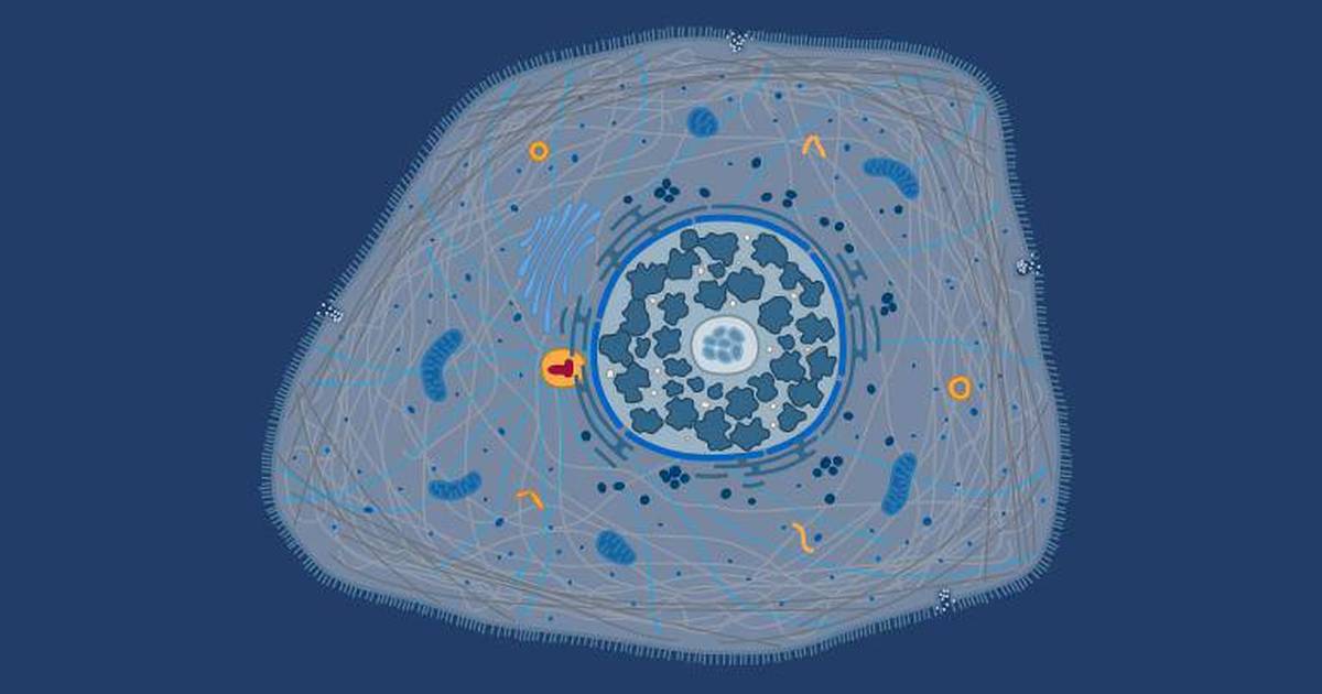 Roles of Proteins in the Cell