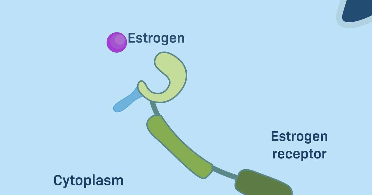 Endocrine Signaling and Breast Cancer