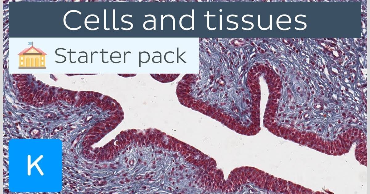 Cells and Tissues