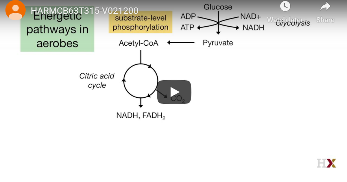 Cellular Respiration Introduction