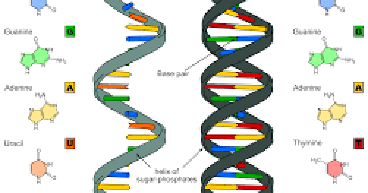 The RNA World Hypothesis