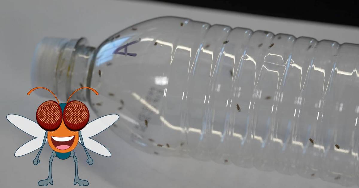 How to: Measure Fruit Fly Chemotaxis Using a Choice Chamber