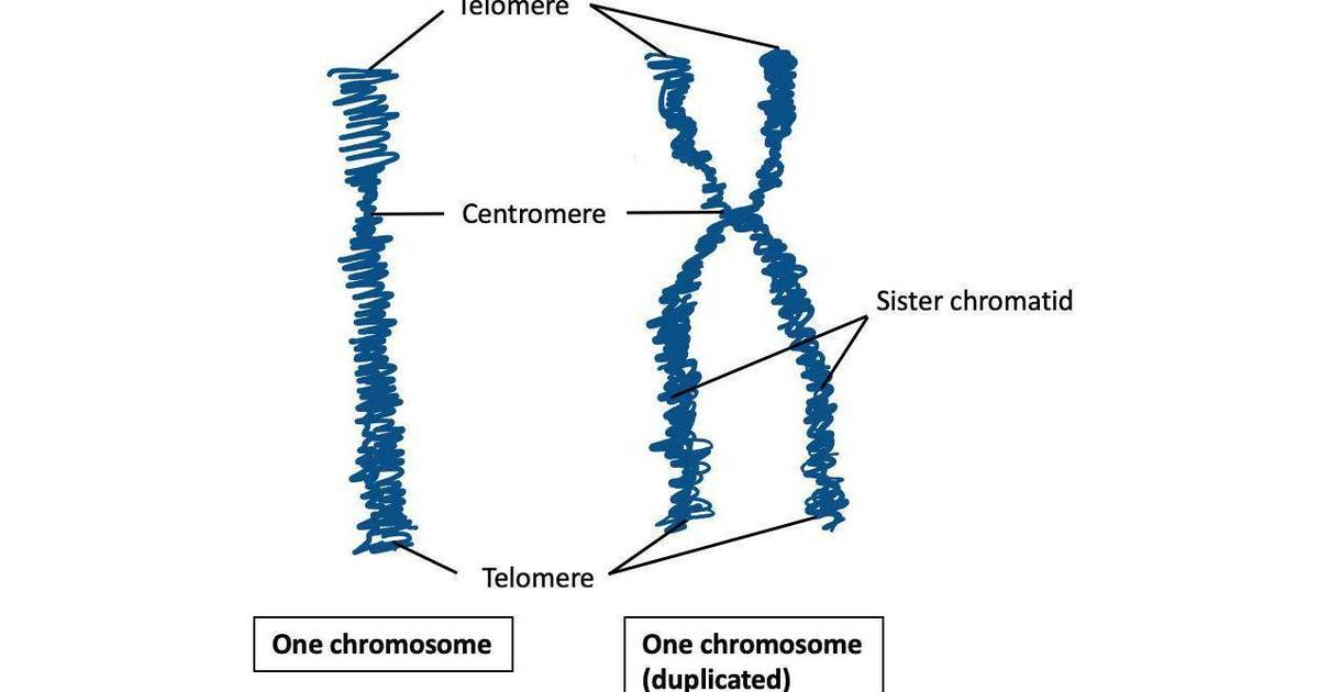 Gene Mapping