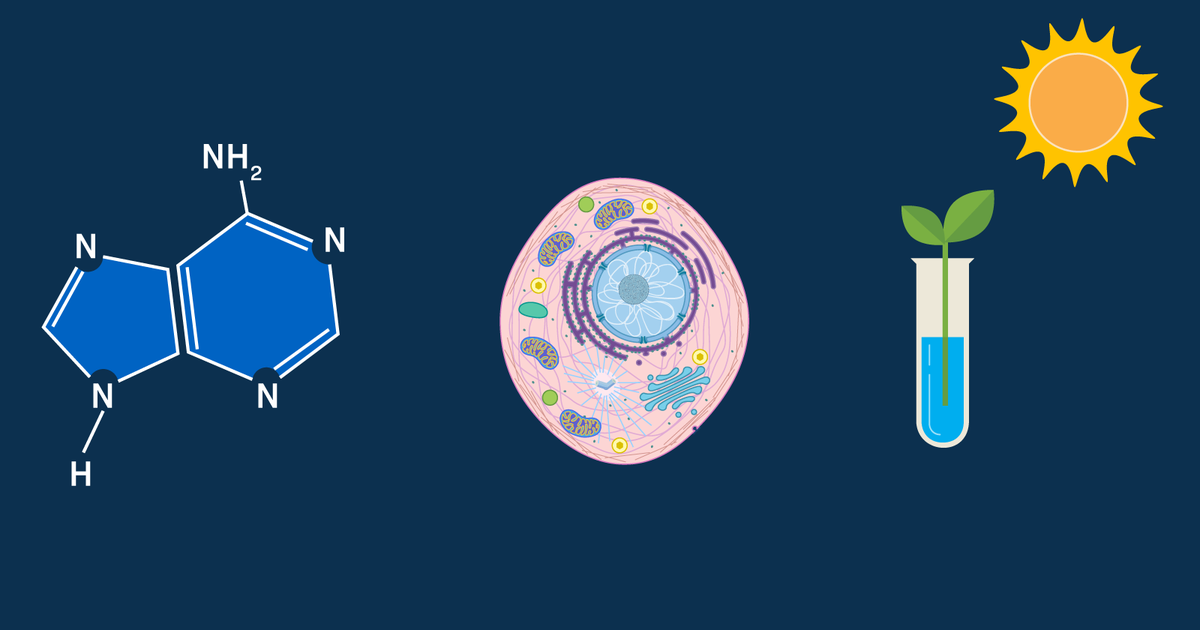 Biochemistry, Cells, and Energetics