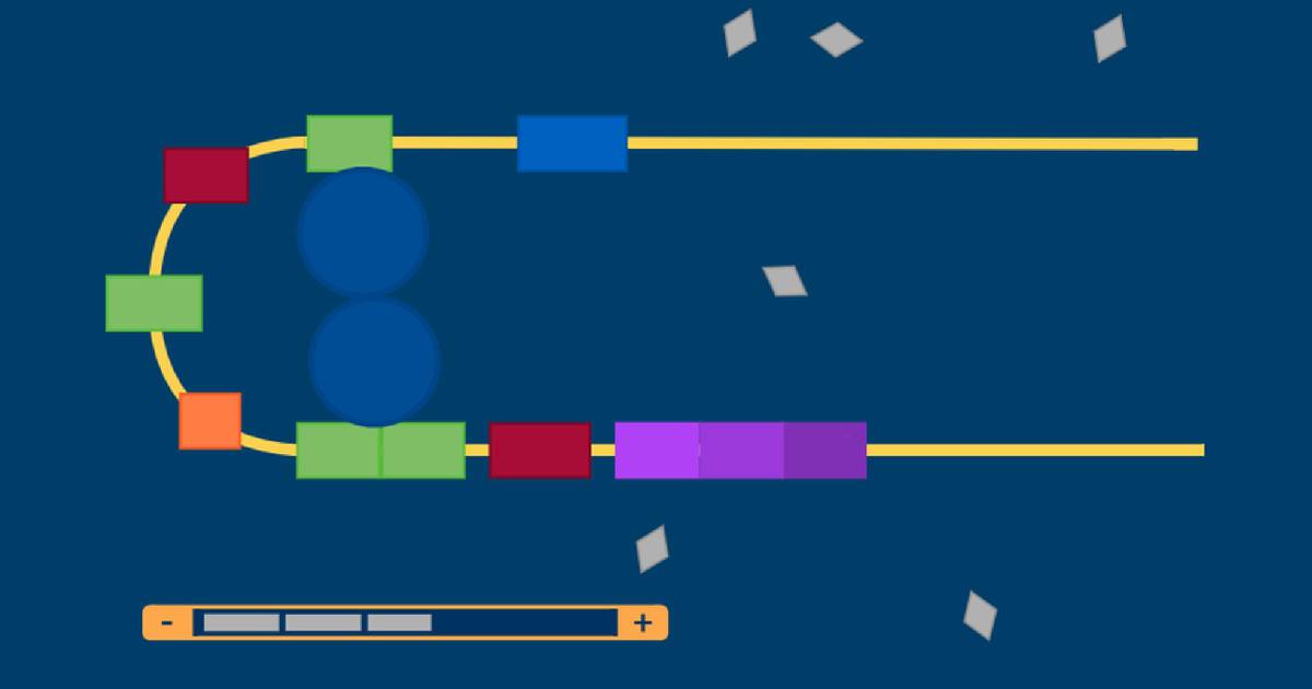 Co-Regulated Genes in Prokaryotes: The ara Operon