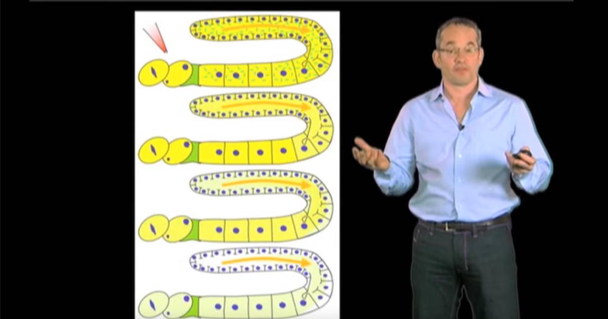 How Does Complexity Arise From Molecular Interactions?