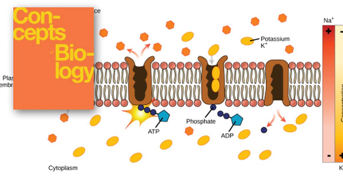 Active Transport