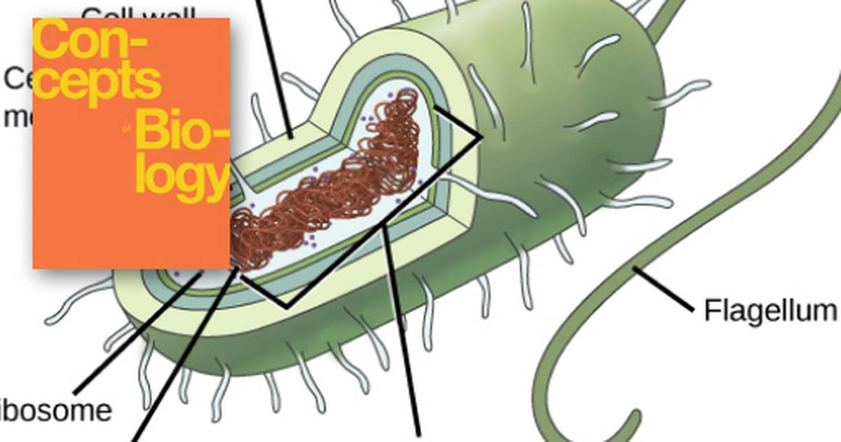 Comparing Prokaryotic and Eukaryotic Cells