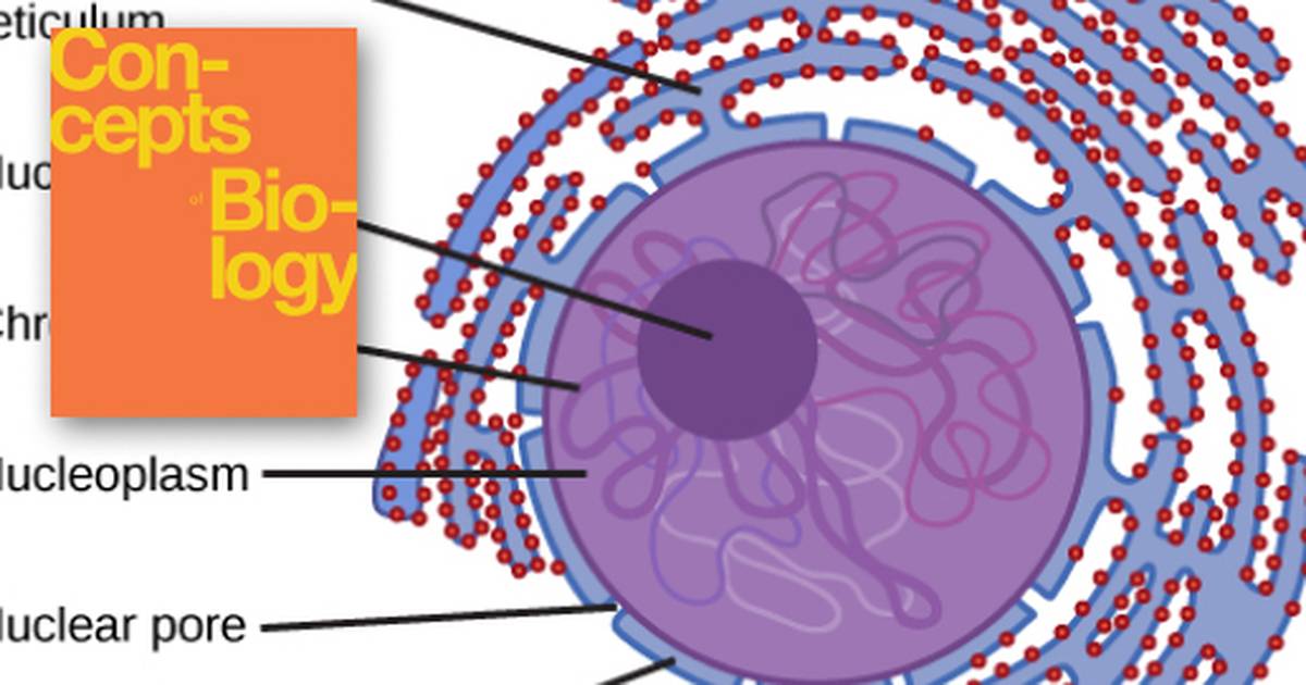 Eukaryotic Cells