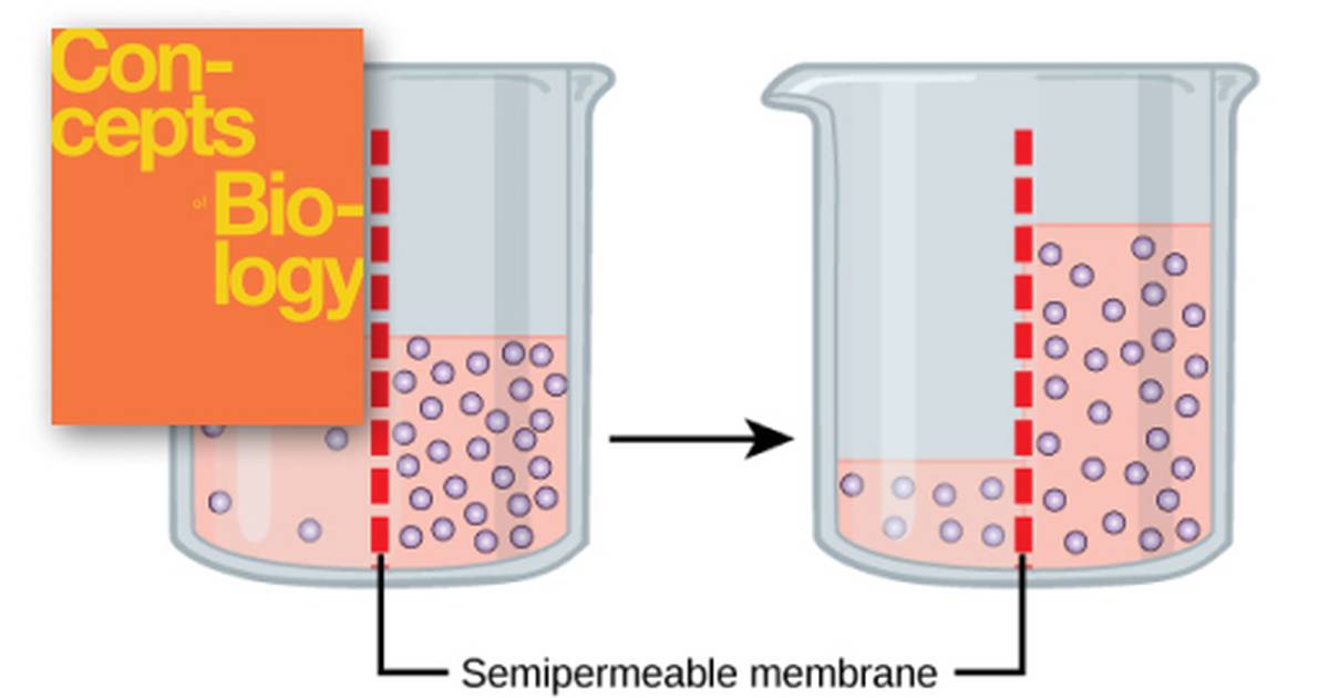 Passive Transport
