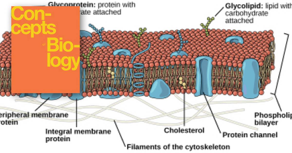 The Cell Membrane