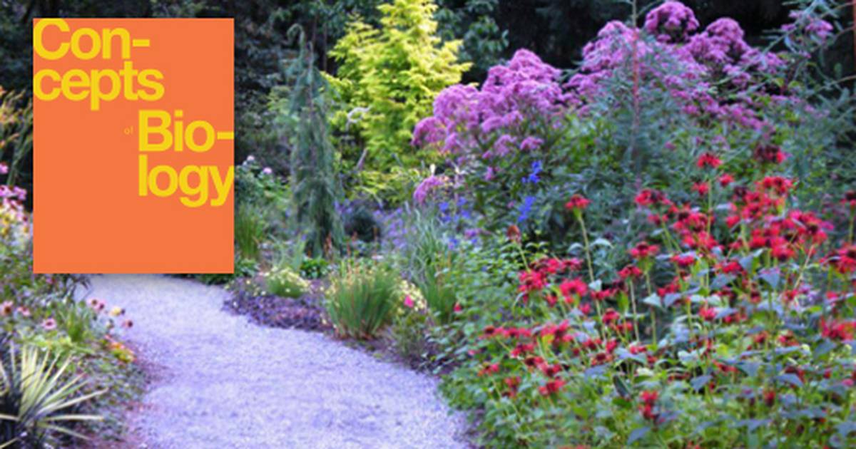 Seed Plants: Angiosperms