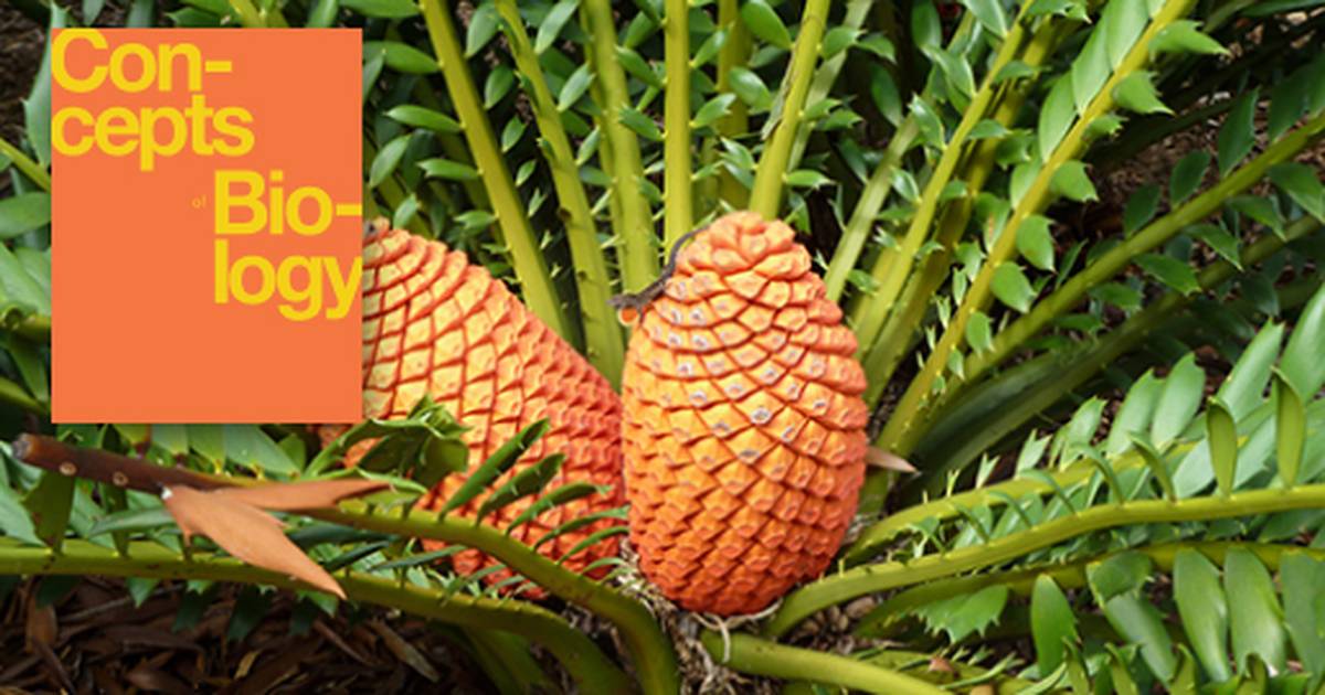Seed Plants: Gymnosperms
