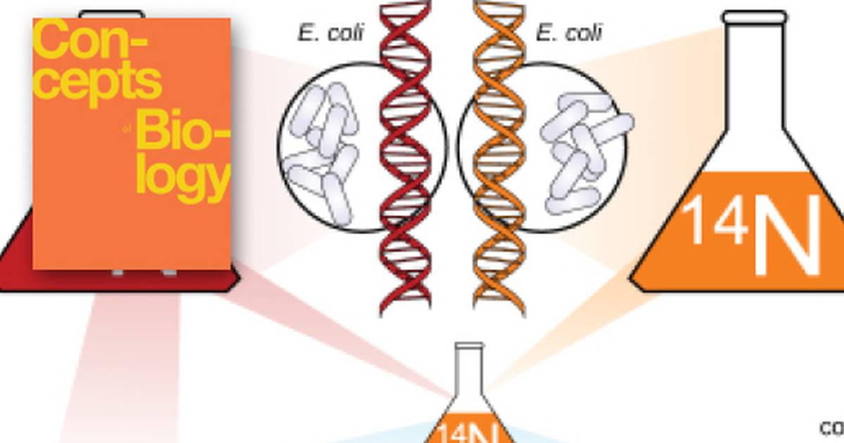 DNA Replication - LabXchange