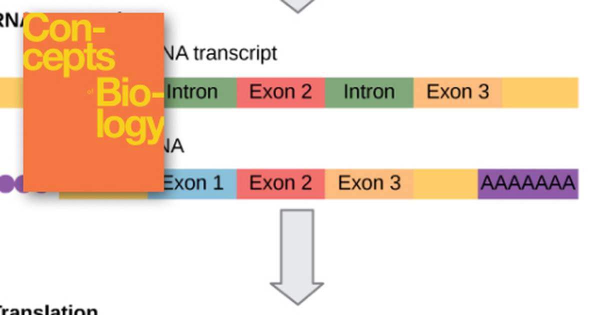 How Genes Are Regulated