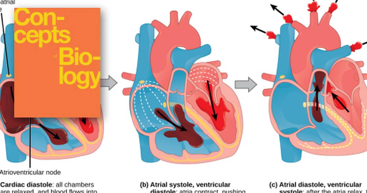 Circulatory and Respiratory Systems