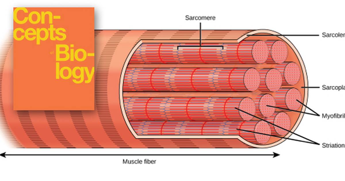 Musculoskeletal System