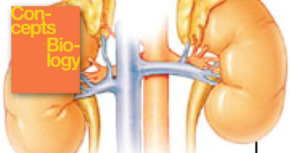 Endocrine System