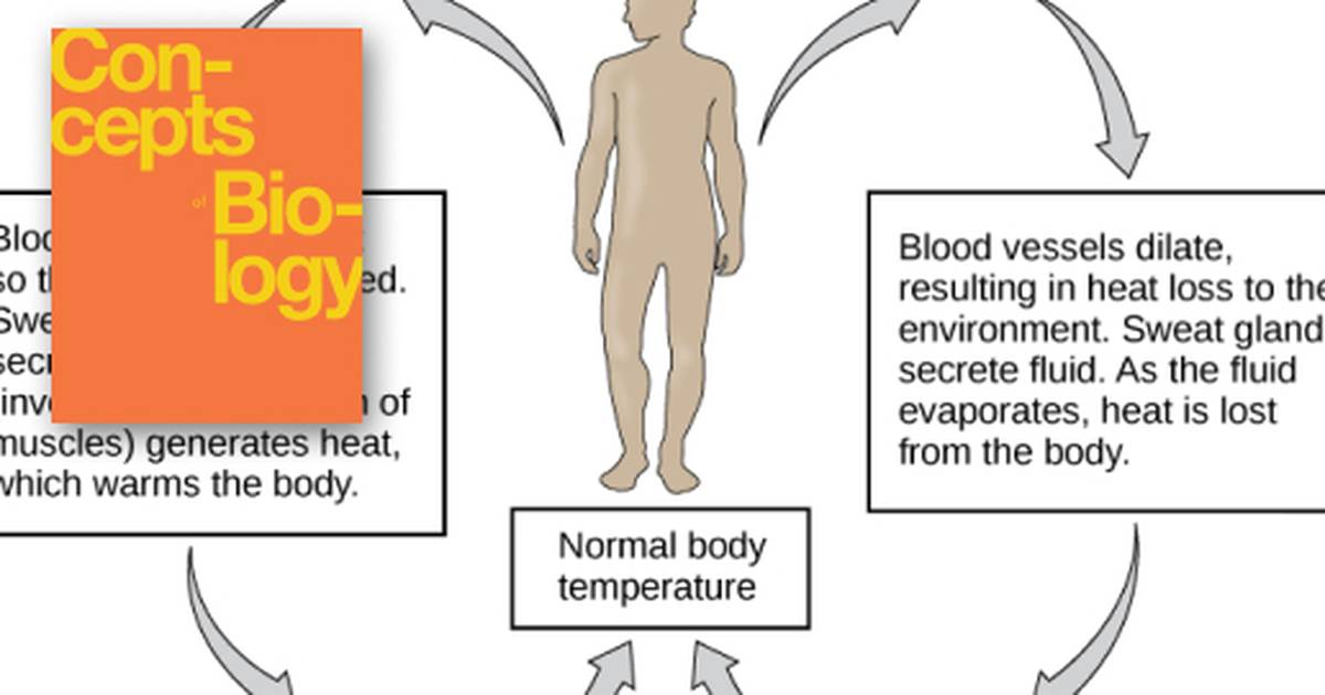 Homeostasis and Osmoregulation