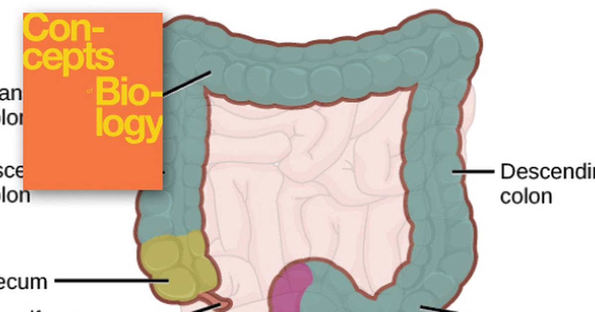 Digestive System