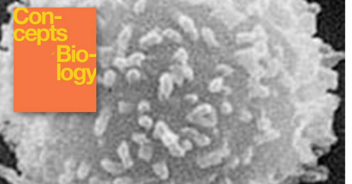 Adaptive Immunity