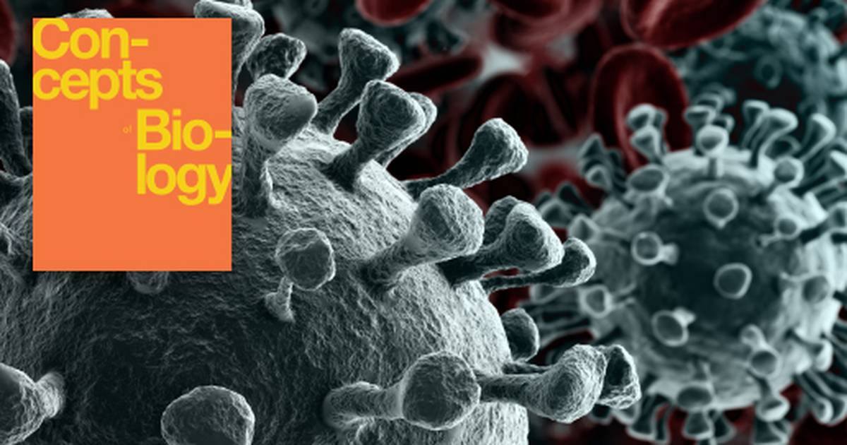 Summary of the Immune System and Disease