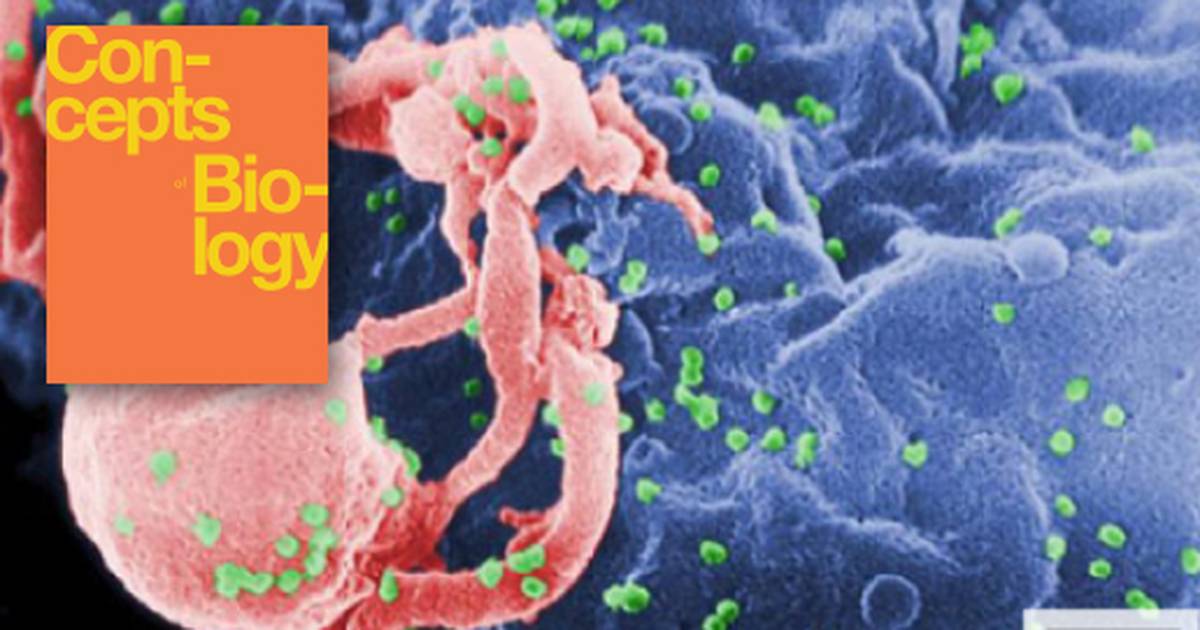 Disruptions in the Immune System
