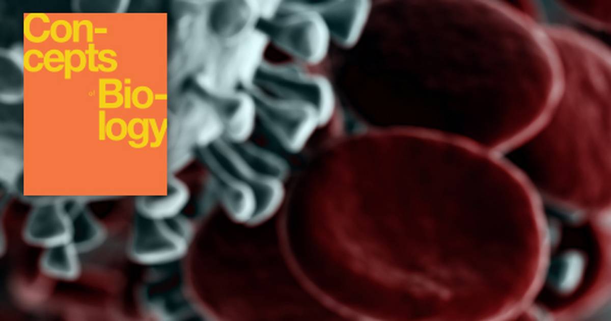 Key Terms Related to the Immune System and Disease
