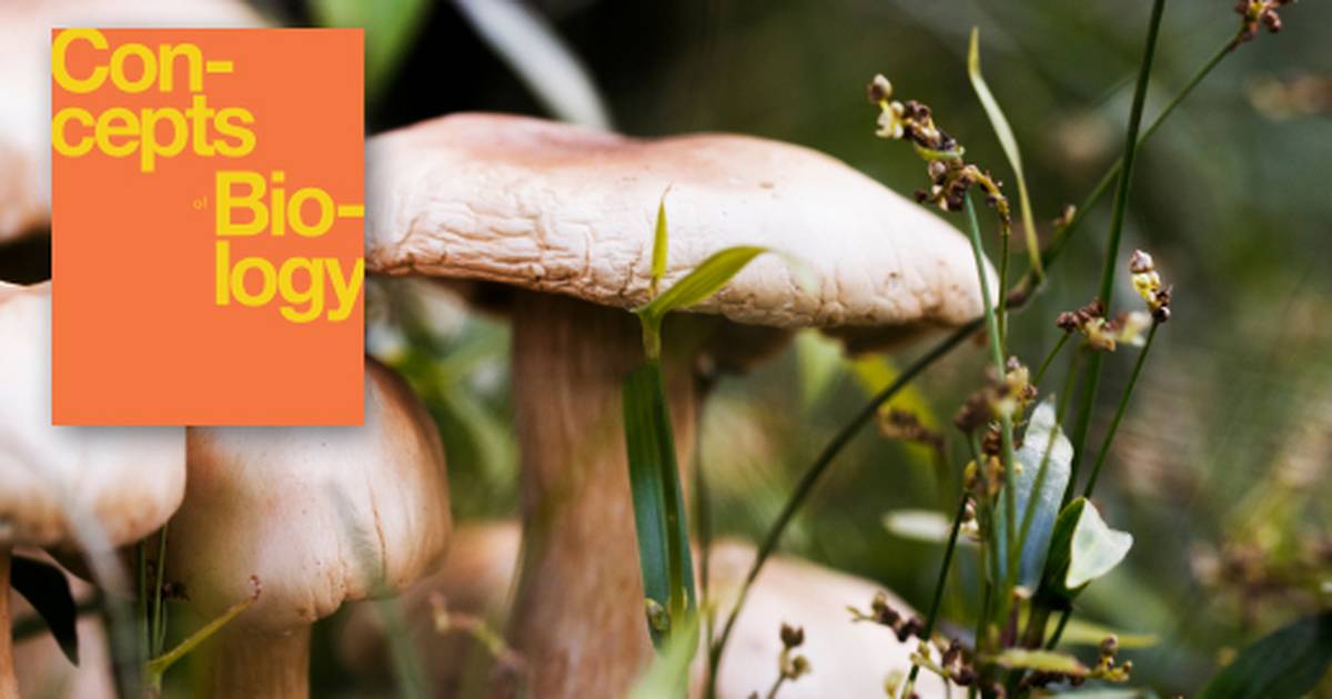 Summary of the Diversity of Microbes, Fungi and Protists