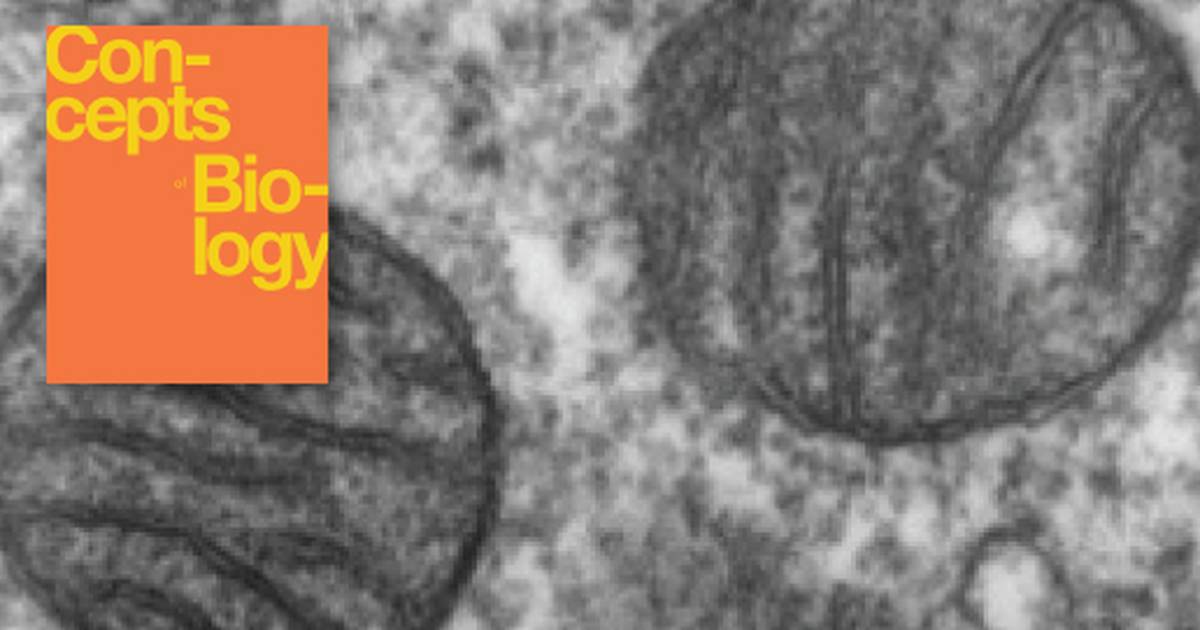 Eukaryotic Origins