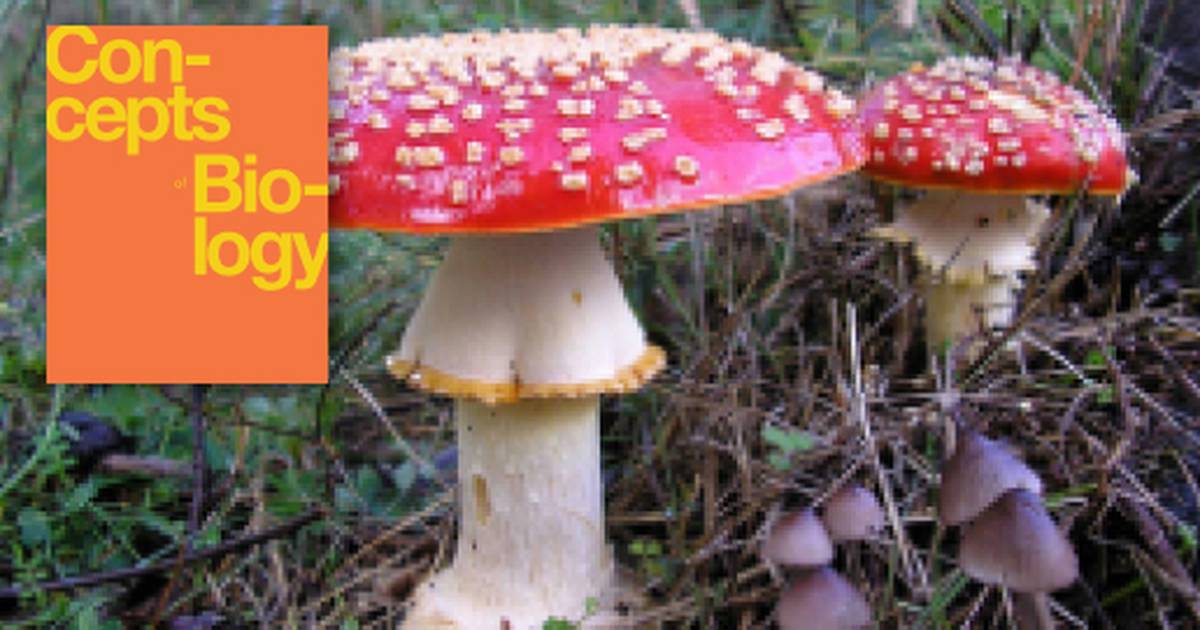Fungi
