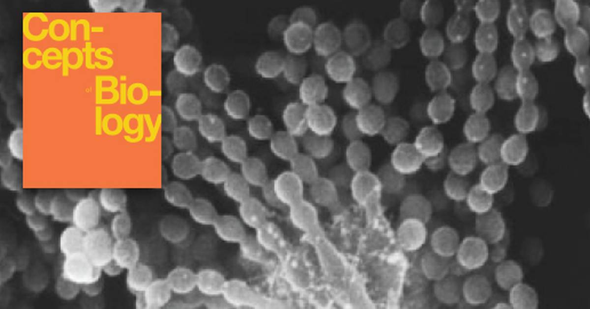 Introduction to the Diversity of Microbes, Fungi and Protists