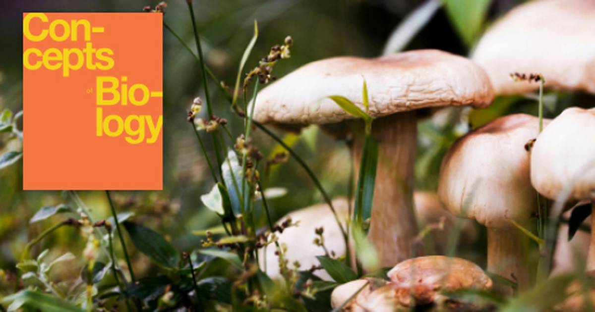 Key Terms Related to the Diversity of Microbes, Fungi and Protists