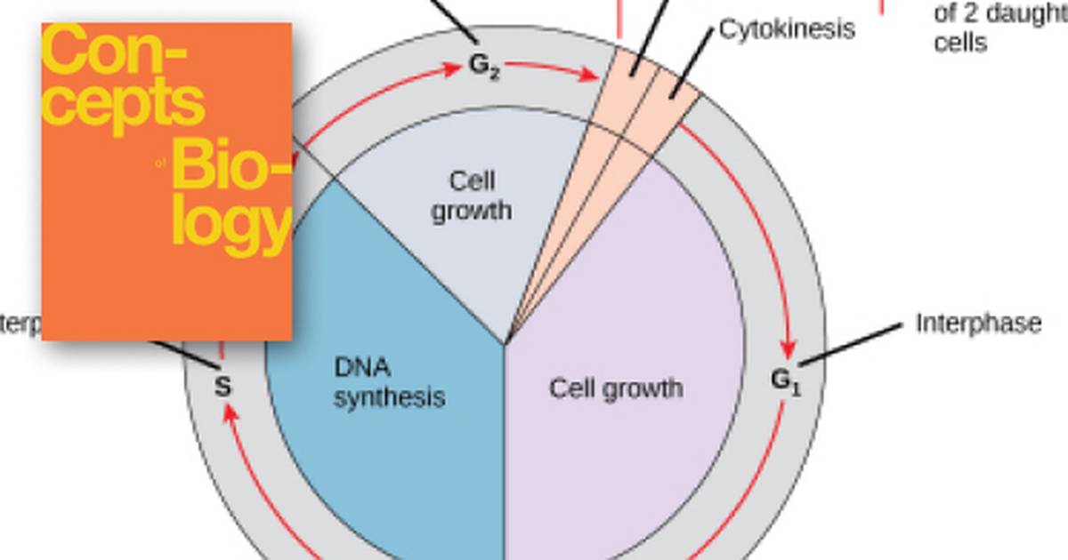 The Cell Cycle