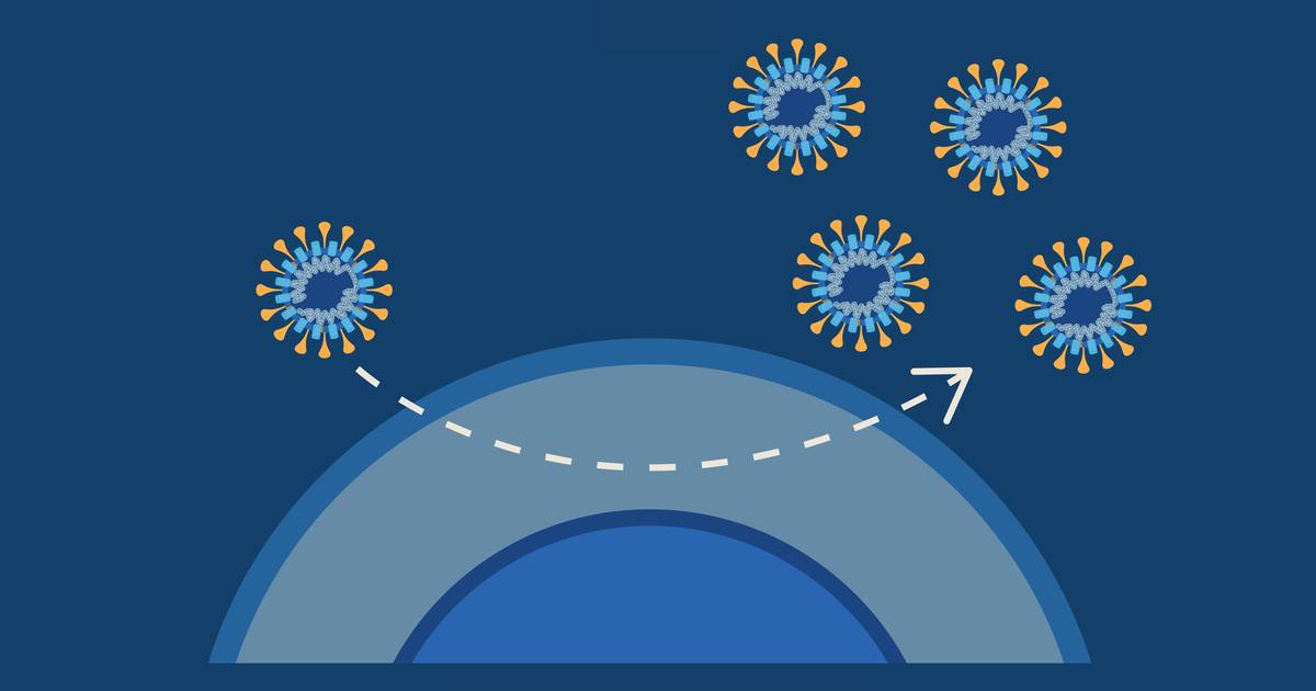 Why Don’t Bats Get Sick From Viruses?