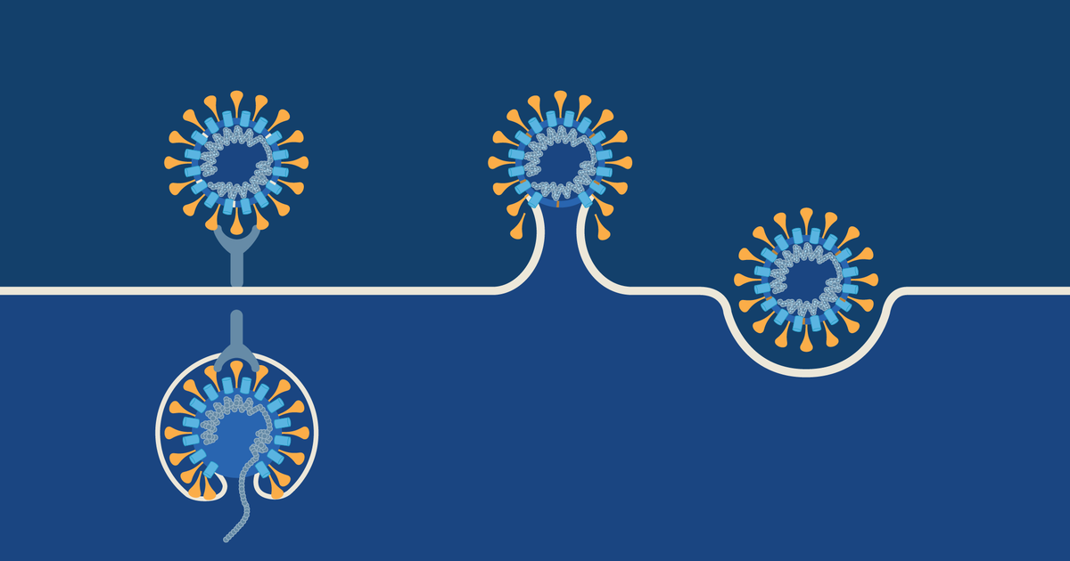 Umjikelezo Wokuphila kwe-Coronavirus