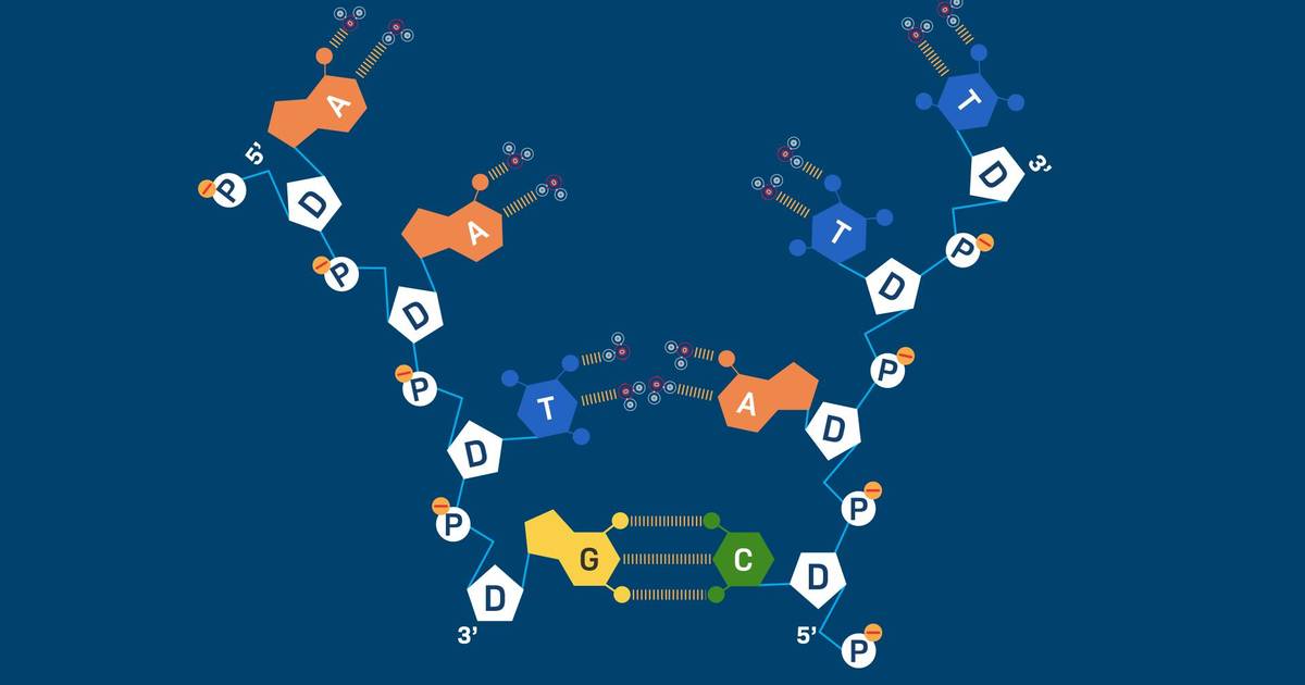 Effect of Temperature on Hydrogen Bonding in DNA