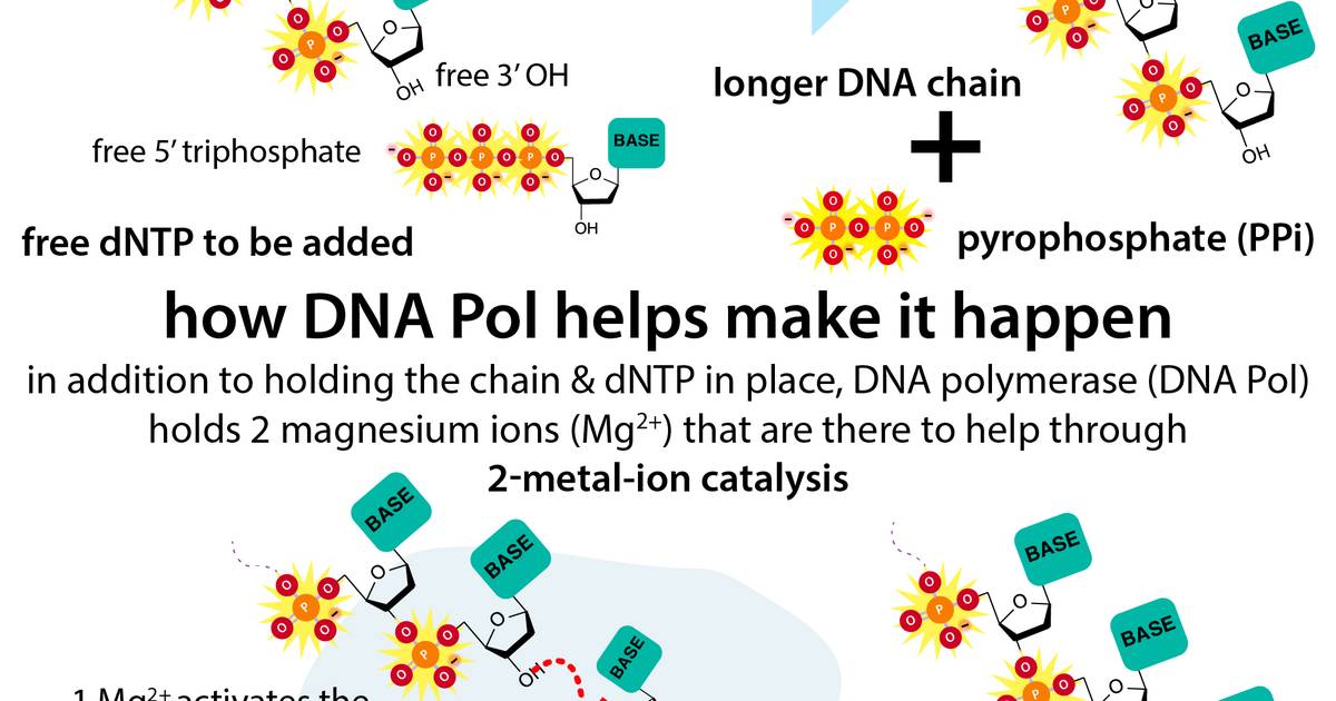 Infographic: DNA Polymerization Reaction