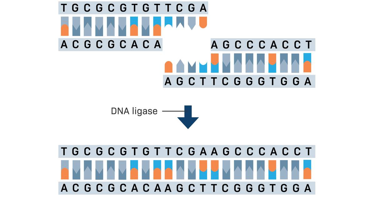 What is DNA Ligase?