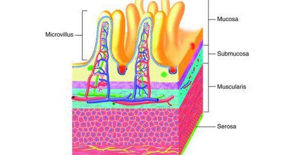 Digestive System: Tissue Layers of the Gastrointestinal Tract