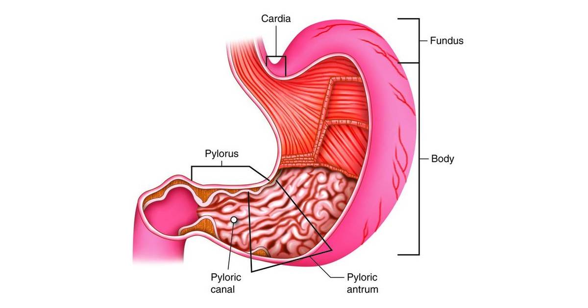 Digestive System: The Gastrointestinal Tract - Stomach