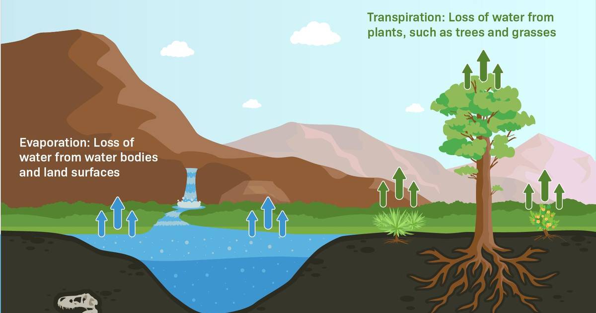 Evapotranspiration: Transpiration and Evaporation