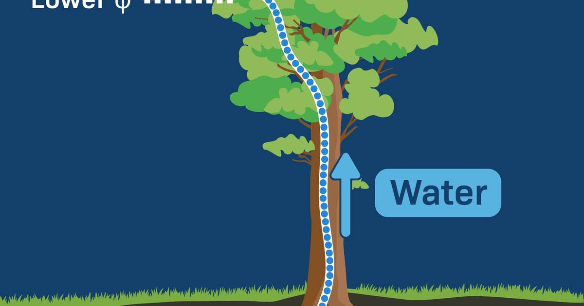 Water Potential