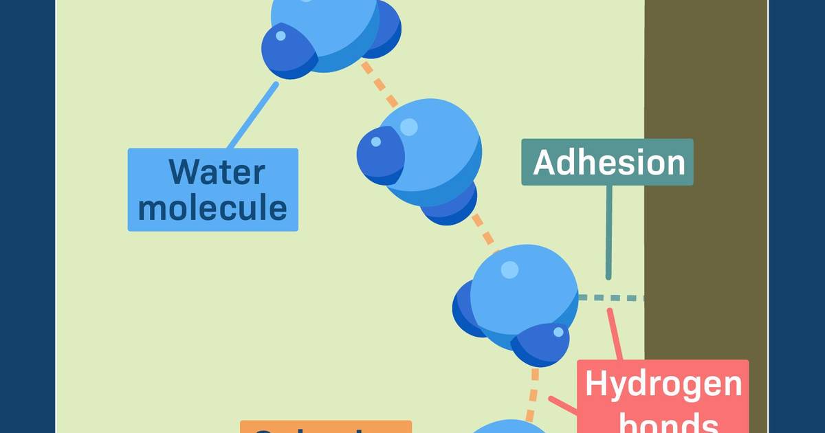 Properties of Water: Cohesion and Adhesion