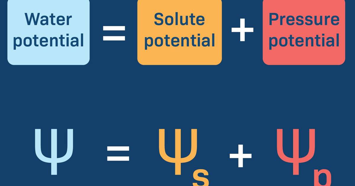 Water Potential: The Formula